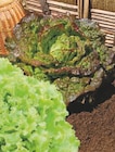 Plants de salade - Super U Plants de salade à 2,20 € dans le catalogue Super U