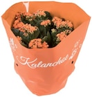 Kalanchoé en coupe en promo à 3,35 € chez Lidl Kalanchoé en coupe dans le catalogue Lidl