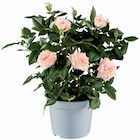 Plante fleurie - Lidl à Toulon Plante fleurie en promo chez Lidl Toulon à 2,49 €