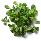 Ital./franz. Feldsalat bei Kaufland im Wittenberge Prospekt für 0,99 €