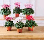 Cyclamen Special en promo chez Super U Alençon à 3,99 €