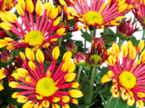 Chrysanthème - Norma à Illkirch-Graffenstaden Chrysanthème en promo chez Norma Illkirch-Graffenstaden à 1,49 €