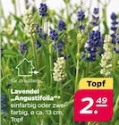 Lavendel Angustifolia im Angebot bei Netto mit dem Scottie in Cottbus Lavendel Angustifolia Angebote bei Netto mit dem Scottie Cottbus für 2,49 €