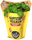 Basilikum von Hauptstadt Basilikum für 1,99 € bei REWE im Angebot Basilikum von Hauptstadt Basilikum im aktuellen REWE Prospekt