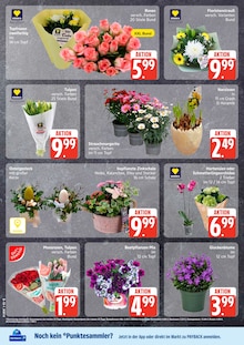 Zimmerpflanzen im EDEKA Prospekt "Top Angebote" mit 30 Seiten (Hamburg)