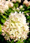 Rispen-Hortensie Angebote von Hydrangea paniculata bei Thomas Philipps Schwerin für 3,33 €