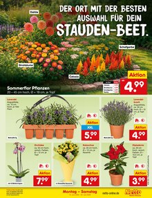 Blumen im aktuellen Netto Marken-Discount Prospekt (Koblenz) Blumen im Netto Marken-Discount Prospekt "Aktuelle Angebote" mit 68 Seiten (Koblenz)