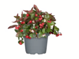 Scheinbeere im toom Baumarkt Prospekt Scheinbeere von im aktuellen toom Baumarkt Prospekt für 3,49 €