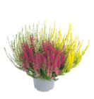 toom Baumarkt Badra - Knospenheide Angebot im Prospekt Knospenheide bei toom Baumarkt im Badra Prospekt für 1,99 €