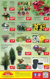 Aktueller Zimmermann Prospekt mit Stiefmütterchen, "Aktuelle Angebote", Seite 10