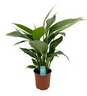 Gamm vert Liesle - Promo Spathiphyllum "Bingo Cupido" ECLOZ Promo Spathiphyllum "Bingo Cupido" ECLOZ à 12,99 € dans le catalogue Gamm vert à Liesle