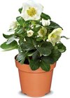 Aktuelles Christrose Angebot bei Netto Marken-Discount in Jena ab 3,99 €