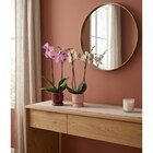 Orchidée en promo chez Carrefour Créteil à 13,99 €