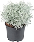 Stacheldrahtpflanze für 1,59 € bei Penny im Angebot Stacheldrahtpflanze im aktuellen Penny Prospekt