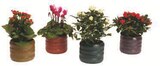 Mixte Plantes Fleuries en promo chez U Express Bastia à 6,99 €