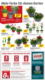 toom Baumarkt Stauden im Prospekt 