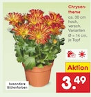 Aktuelles Chrysantheme Angebot bei Netto Marken-Discount in Paderborn ab 3,49 €