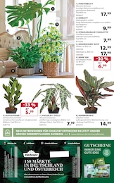 Zimmerpflanzen im Dehner Garten-Center Prospekt Zimmerpflanzen im Dehner Garten-Center Prospekt "Aktuelle Angebote" auf Seite 16