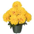 Chrysanthème artificiel en promo chez Carrefour Market Bayonne à 7,99 €