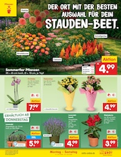 Aktueller Netto Marken-Discount Prospekt mit Lavendel, "Aktuelle Angebote", Seite 21