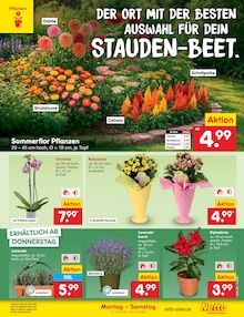 Blumen im aktuellen Netto Marken-Discount Prospekt (Hildesheim) Blumen im Netto Marken-Discount Prospekt "Aktuelle Angebote" mit 68 Seiten (Hildesheim)