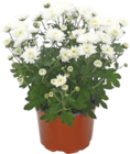 Chrysanthème multifleurs - GARDENLINE en promo à 1,49 € chez Aldi Chrysanthème multifleurs - GARDENLINE dans le catalogue Aldi