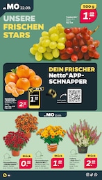 Netto mit dem Scottie Mandarinen im Prospekt Netto mit dem Scottie Mandarinen im Prospekt