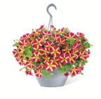 Blumenampel mit Wasserspeicher für 15,99 € bei toom Baumarkt im Angebot Blumenampel mit Wasserspeicher im aktuellen toom Baumarkt Prospekt