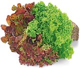 REWE Gefrees - Wurzelsalate Angebot im Prospekt Wurzelsalate bei REWE im Gefrees Prospekt für 0,99 €