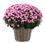 Hagebaumarkt Schwandorf Prospekt mit  im Angebot für 4,99 €