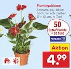 Flamingoblume Angebote bei Netto Marken-Discount Aachen für 4,99 €