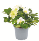 Christrose Angebote bei toom Baumarkt Lörrach für 5,99 €