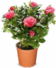 Rosen im Angebot bei Netto Marken-Discount in Ettlingen Rosen Angebote bei Netto Marken-Discount Ettlingen für 2,29 €