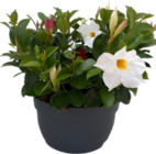 Coupe de Dipladénias Trio Couleur à Botanic dans Démouville