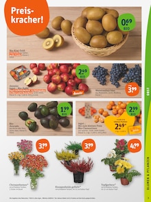 Chrysantheme im tegut Prospekt "tegut… gute Lebensmittel" mit 23 Seiten (Frankfurt (Main))