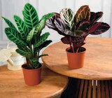 Calathea en promo chez Super U Calathea dans le catalogue Super U