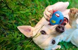 Jouet pour chien - Nerf Dog - Lidl à Antibes Jouet pour chien - Nerf Dog en promo chez Lidl Antibes à 4,89 €