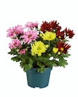 Chrysanthème trio - Lidl à Vitry-sur-Seine Chrysanthème trio en promo chez Lidl Vitry-sur-Seine à 1,59 €