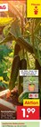 Aktuelles Gemüsepflanzen Angebot bei Netto Marken-Discount in Chemnitz ab 1,99 €