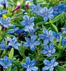 Steinsame Angebote bei toom Baumarkt Dresden für 5,99 €