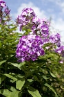 BBM Baumarkt Rhauderfehn - STAUDEN-PHLOX Angebot im Prospekt STAUDEN-PHLOX bei BBM Baumarkt im Rhauderfehn Prospekt für 5,99 €