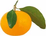 Netto mit dem Scottie - Satsuma Mandarine Angebot im Prospekt Satsuma Mandarine bei Netto mit dem Scottie im Prospekt "" für 1,29 €