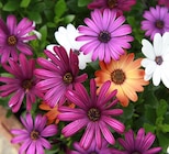 Osteospermum à Gamm vert dans Saint-Germain-du-Plain