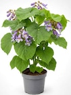 Thomas Philipps Castrop-Rauxel - Blauglockenbaum Angebot im Prospekt Blauglockenbaum bei Thomas Philipps im Castrop-Rauxel Prospekt für 12,99 €