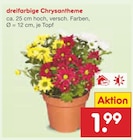 dreifarbige Chrysantheme im Angebot bei Netto Marken-Discount in Hagen dreifarbige Chrysantheme Angebote bei Netto Marken-Discount Hagen für 1,99 €