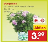 Duftgeranie für 3,29 € bei Netto Marken-Discount im Angebot Duftgeranie im aktuellen Netto Marken-Discount Prospekt