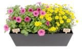 Aktuelles Beet- und Balkonpflanzen Angebot bei Thomas Philipps in Hildesheim ab 4,99 €