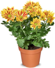 Chrysantheme Angebote bei Netto Marken-Discount Stade für 3,99 €