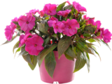 Promo Impatiens Nouvelle Guinée à 5,62 € dans le catalogue Botanic à Suresnes
