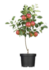 Zwergobst Angebote von GROW by OBI bei OBI Augsburg für 29,99 €